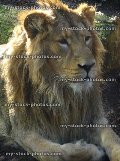 Stock image of young male lion with mane, lying down, sleepy lion, lying down