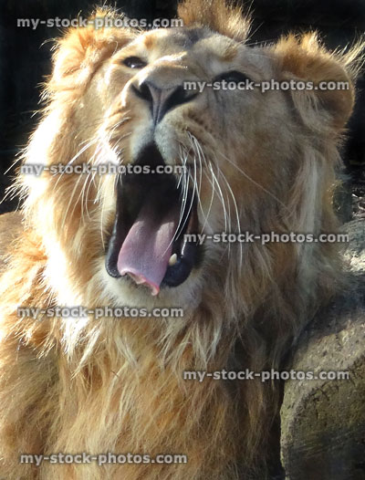 Stock image of young male lion with mane, lying down, lion roar / roaring / yawning