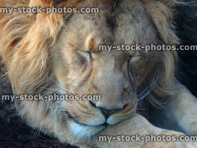 Stock image of young male Asiatic lion sleeping, asleep in sunshine
