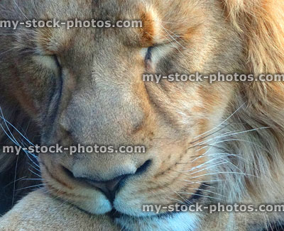 Stock image of young male Asiatic lion sleeping, asleep in sunshine