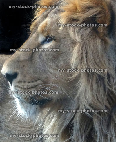 Stock image of young male Asiatic lion with mane, lying down