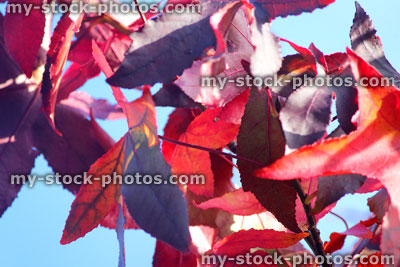 Stock image of liquidambar tree (sweet gum / sweet gum), red autumn leaves
