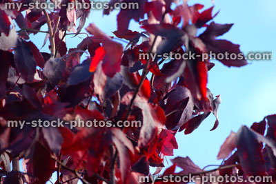 Stock image of liquidambar tree (sweet gum / sweet gum), red autumn leaves