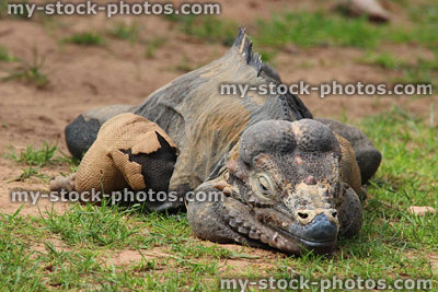 Stock image of male rhinoceros iguana (Cyclura cornuta) with shedding skin