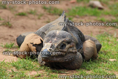 Stock image of male Cyclura cornuta (rhinoceros iguana) with shedding skin