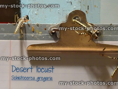 Stock image of desert locusts crawling over clipboard (Schistocerca gregaria)