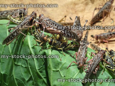 Stock image of African desert locusts (Schistocerca gregaria) eating cabbage leaf