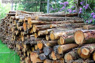 Stock image of piles of logs, felled tree trunks at lumber / timber yard