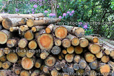 Stock image of piles of logs, felled tree trunks at lumber / timber yard