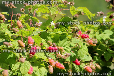 Stock image of loganberry plant, loganberries growing in sunshine with red fruit