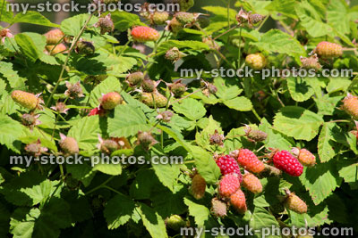 Stock image of loganberry plant, loganberries growing in sunshine with red fruit