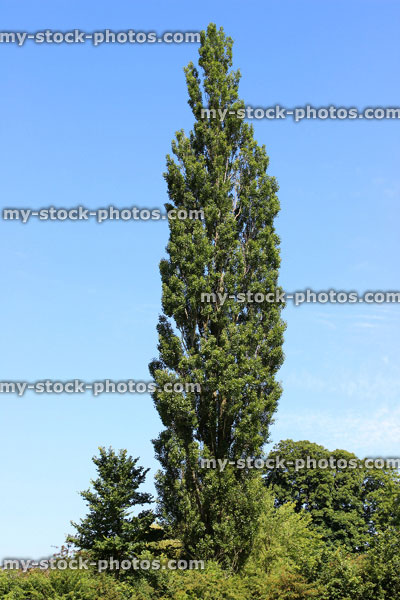 Stock image of tall Lombardy poplar tree (Latin: Populus nigra 'Italica')