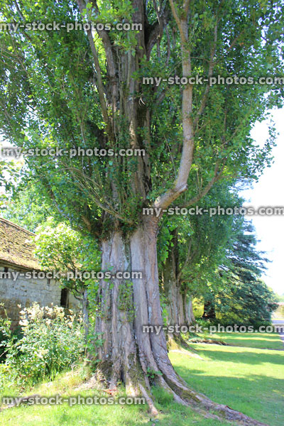 Stock image of Lombardy poplar tree buttress (Latin: Populus nigra 'Italica')