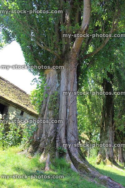 Stock image of Lombardy poplar tree trunks (Latin: Populus nigra 'Italica')