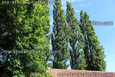 Stock image of line of tall Lombardy poplar trees (Latin: Populus nigra 'Italica')