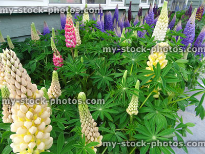 Stock image of colourful lupin flowers / leaves in herbaceous garden border