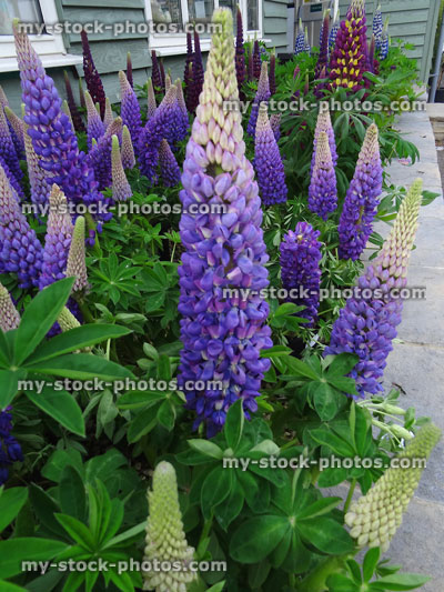 Stock image of purple lupin flowers in narrow herbaceous garden border