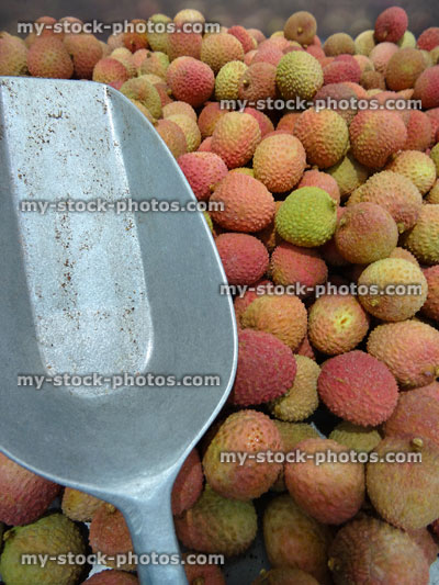 Stock image of crate of lychees fruit with serving spoon at greengrocers