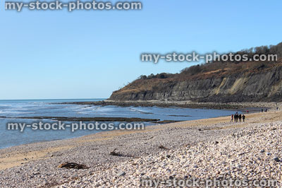 Stock image of limestone fossil cliffs on Monmouth Beach, Lyme Regis 