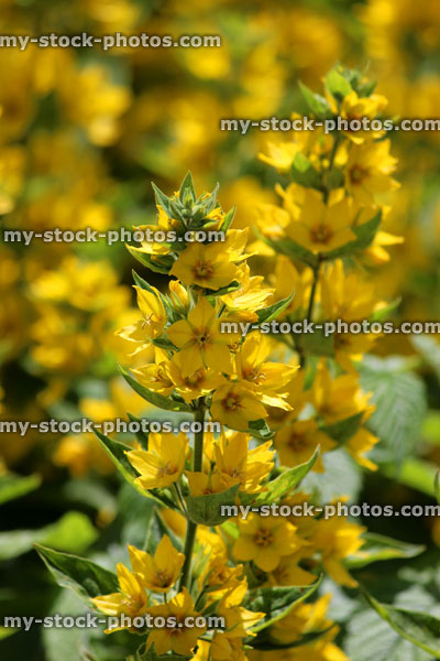 Stock image of bright yellow lysimachia flowers in garden (lysimachia punctata)