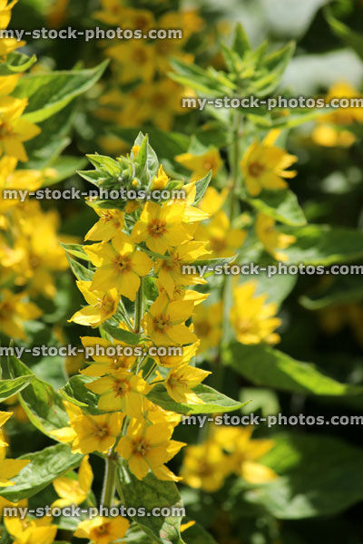 Stock image of bright yellow lysimachia flowers in garden (lysimachia punctata / yellow loosestrife)