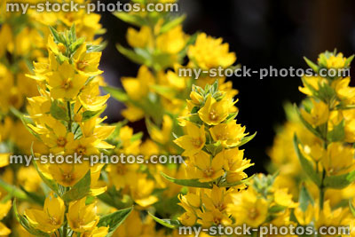 Stock image of bright yellow lysimachia flowers in garden (lysimachia punctata)