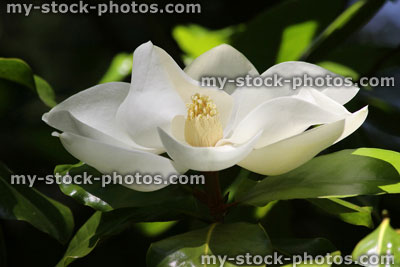 Stock image of large white magnolia flower in garden, green leaves