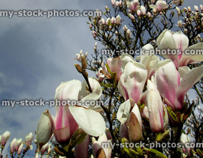 Stock image of magnolia flowers against the blue sky