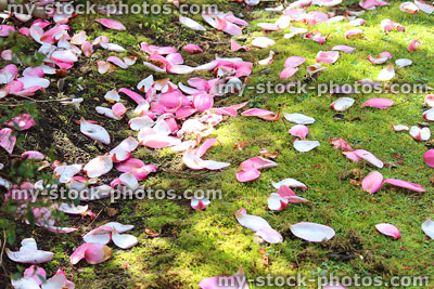 Stock image of fallen pink magnolia flower petals on grass, like wedding confetti