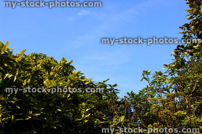 Stock image of magnolia tree and rhododendrons against blue sky
