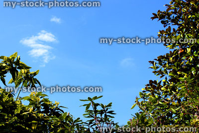 Stock image of magnolia tree and rhododendrons against blue sky