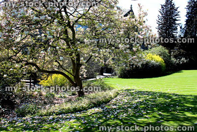 Stock image of magnolia tree in flower, petals falling onto lawn