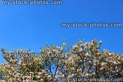 Stock image of magnolia tree and flowers against a blue sky