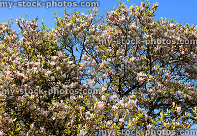 Stock image of magnolia tree and flowers against a blue sky