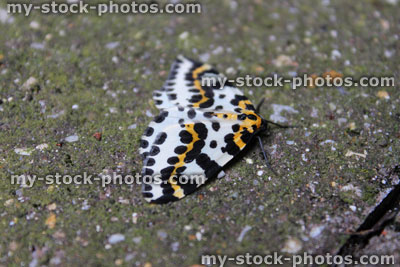 Stock image of magpie moth, black, white and yellow spots, (Abraxas grossulariata)