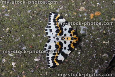 Stock image of magpie moth, black, white and yellow spots, (Abraxas grossulariata)