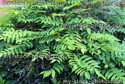 Stock image of glossy mahonia leaves on shrub in garden border