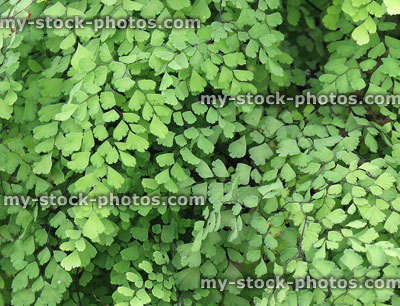 Stock image of green maidenhair fern leaves, Adiantum house plant / pot plant