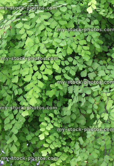 Stock image of green maidenhair fern leaves, Adiantum house plant / pot plant