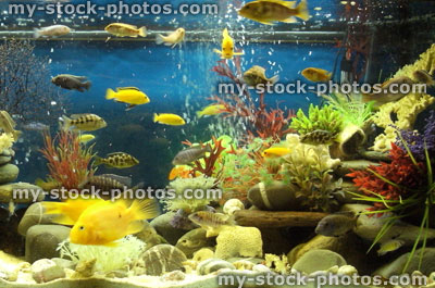 Stock image of marine effect tropical aquarium with malawi cichlid fish