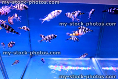 Stock image of small aquarium fish tank with stripy Malawi cichlids