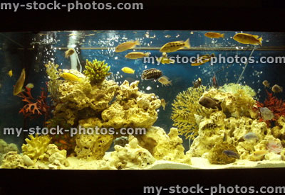 Stock image of marine effect tropical aquarium with malawi cichlid fish