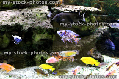 Stock image of malawi cichlid fish with bright colours in aquarium