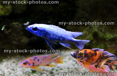 Stock image of colourful Malawi cichlid fish in tropical aquarium