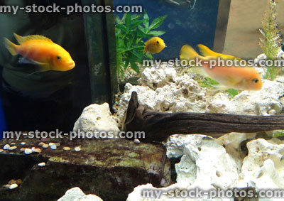 Stock image of tropical aquarium / freshwater fish tank, yellow male Malawi cichlids