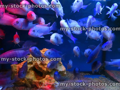 Stock image of tropical aquarium / freshwater fish tank, blue male Malawi cichlids