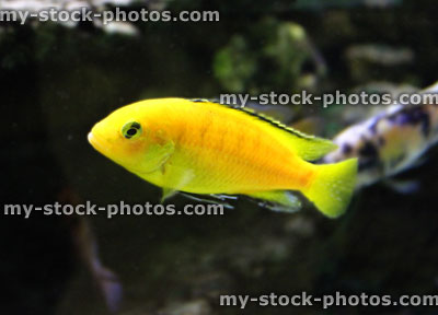 Stock image of yellow malawi cichlid fish (yellow lab / Labidochromis caeruleus)