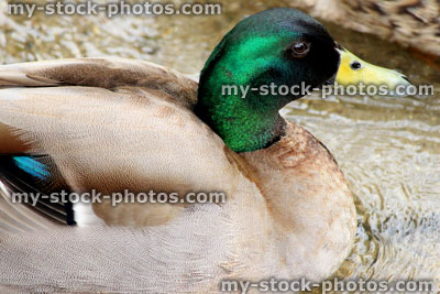 Stock image of male mallard duck, showing his emerald green head