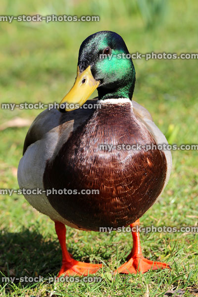 Stock image of wild male mallard duck walking on grass, green head