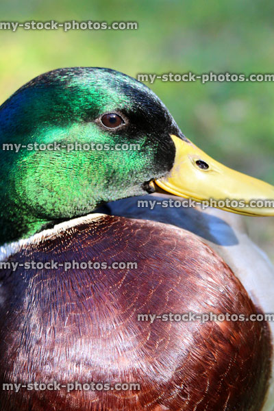 Stock image of male mallard duck in sunshine with green head